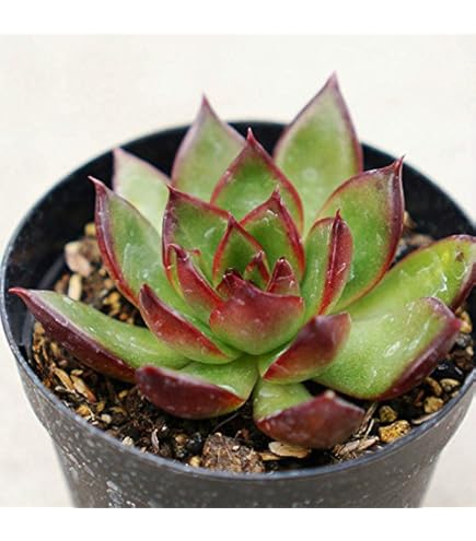 onslow 大 (韓国苗) Amazon.co.jp: オンスロー 7.5cmポット 多肉植物 エケベリア